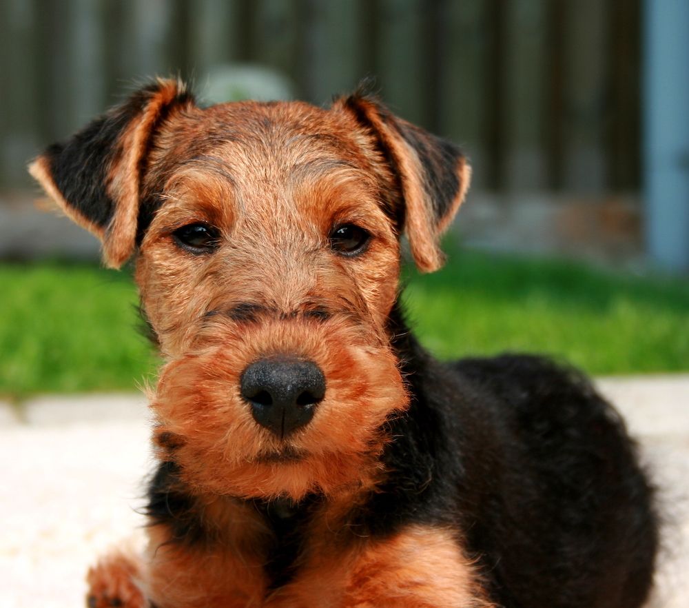 Match Shows and More